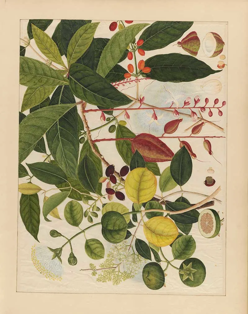 Watercolour of Asian fruits print 3 with leaves