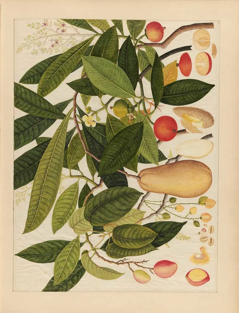 Asian watercolour fruits and foliage painting from 1798