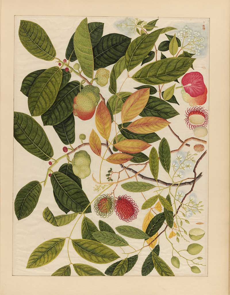 Chinese watercolour painting of Asian fruits with leaves