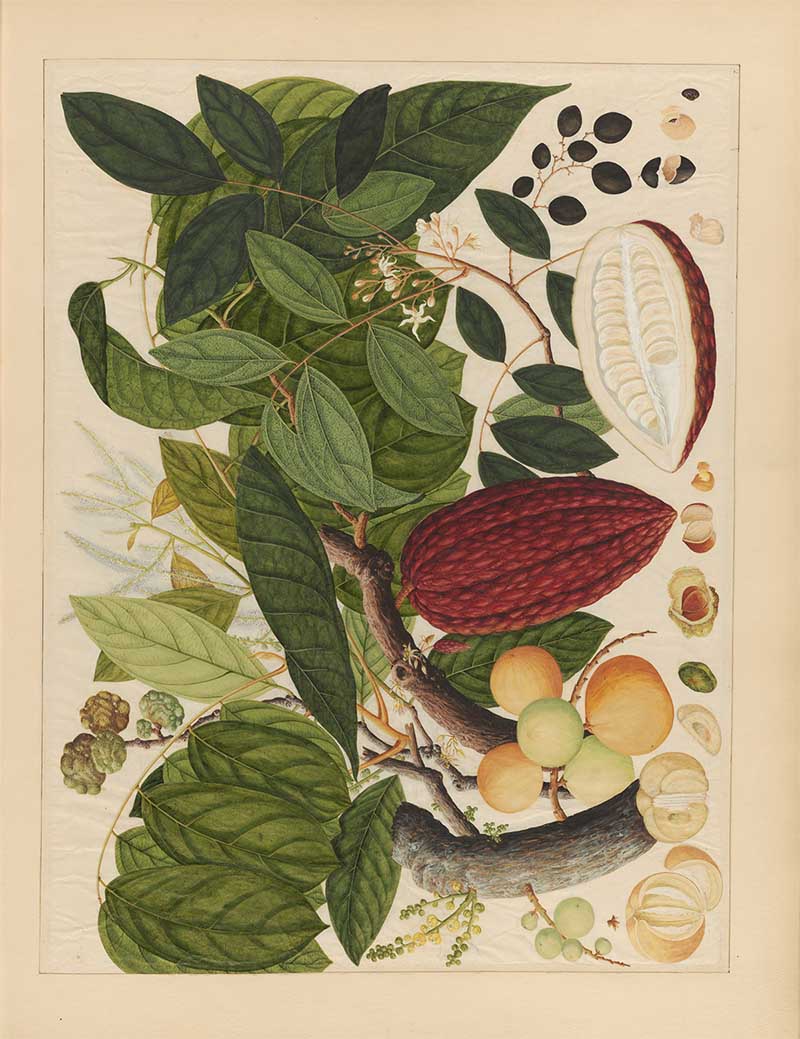 Watercolour of Tropical Asian fruits with leaves