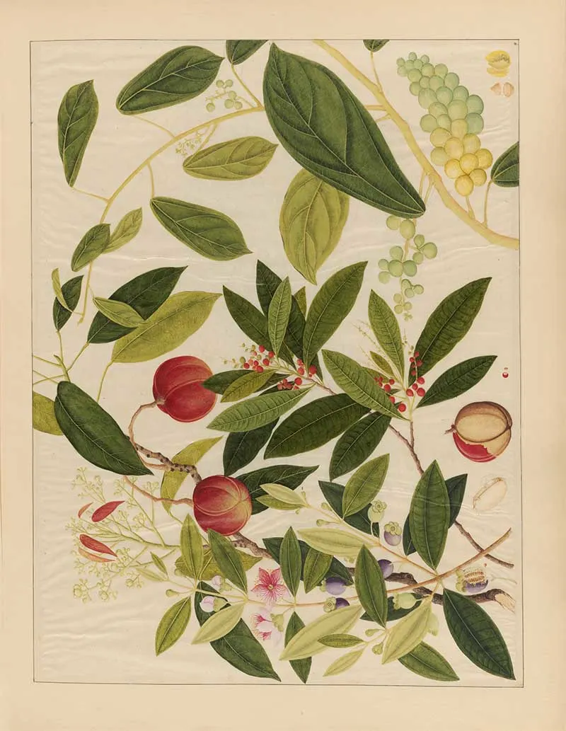 Asian watercolour fruits and leaves print