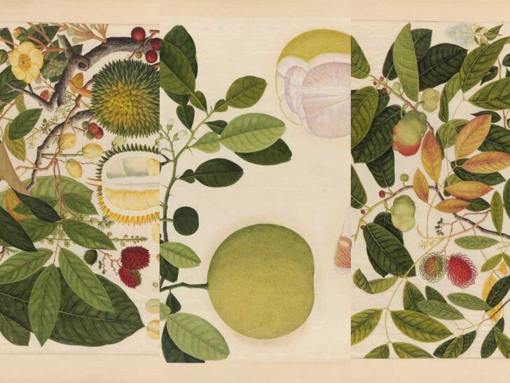 Feature image of Chinese watercolour paintings of tropical fruits