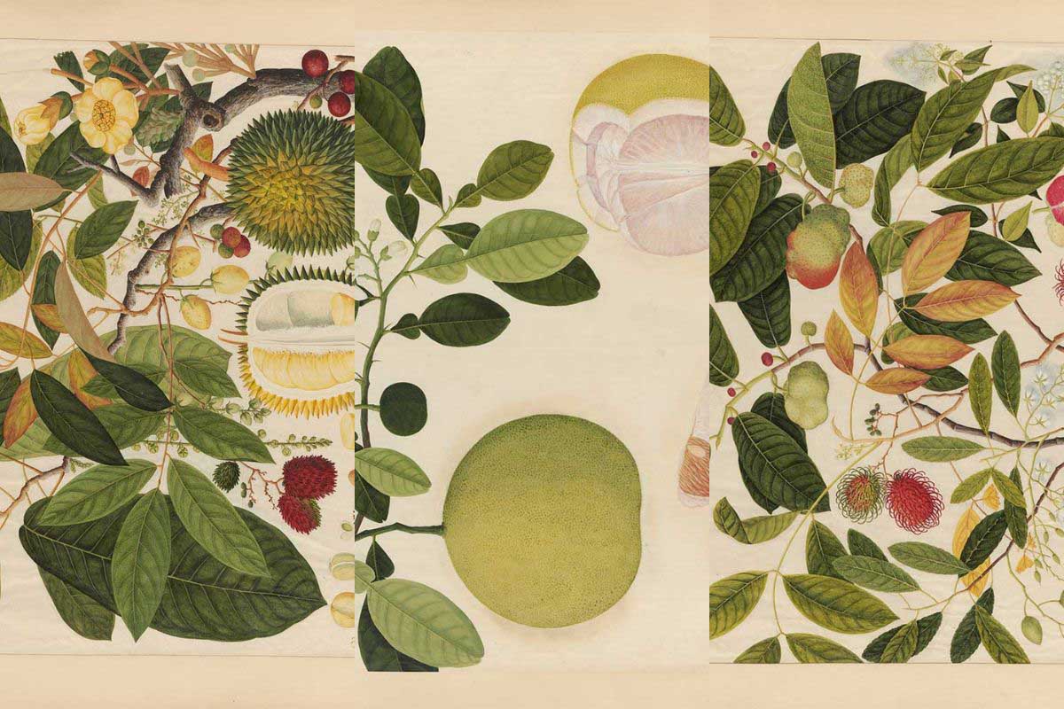 Feature image of Chinese watercolour paintings of tropical fruits