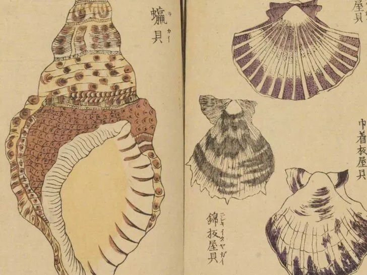 vintage woodblock of Japanese seashells