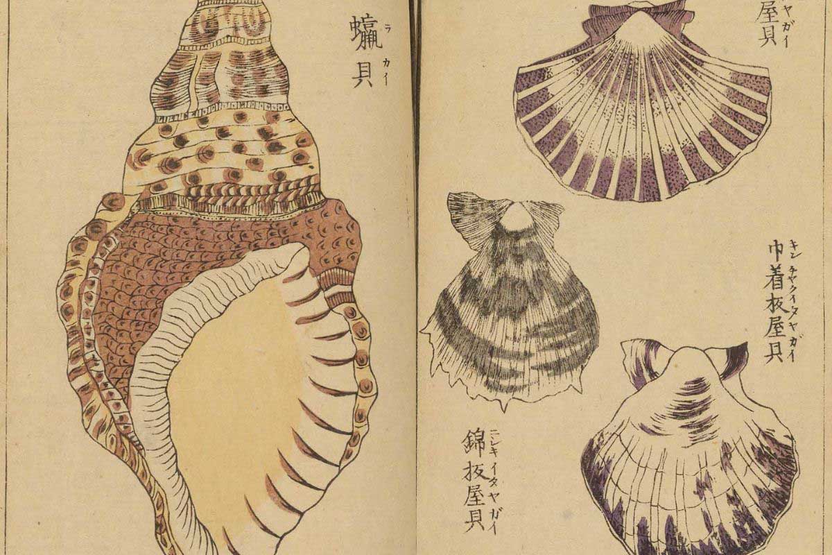 vintage woodblock of Japanese seashells