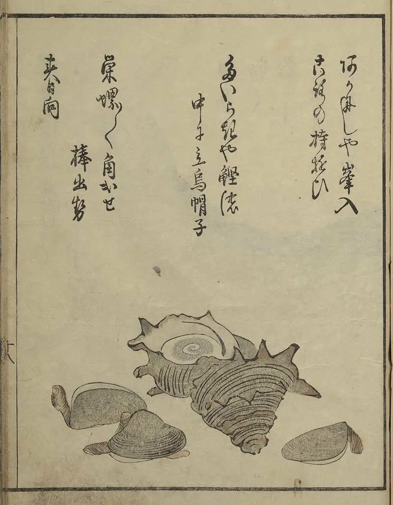 various Japanese seashells with Japanese text