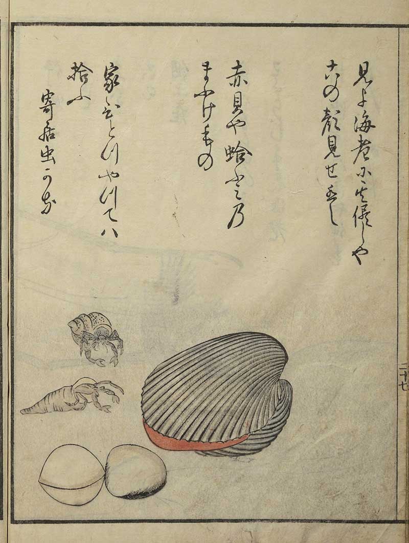 clam shells with Japanese text