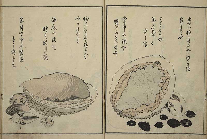 clam shell Japanese woodblock print