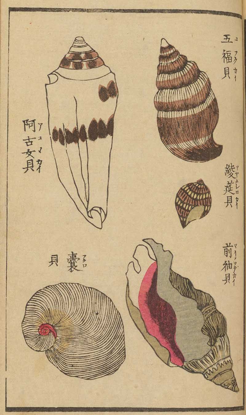 Vintage Japanese seashell woodblock prints assorted cone shells