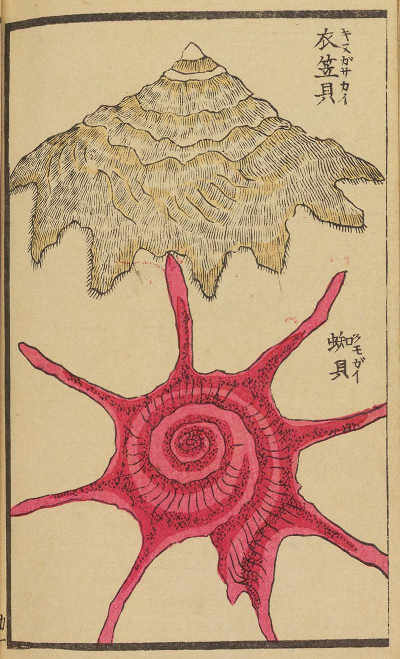 Japanese woodblock print of a red spiral seashell