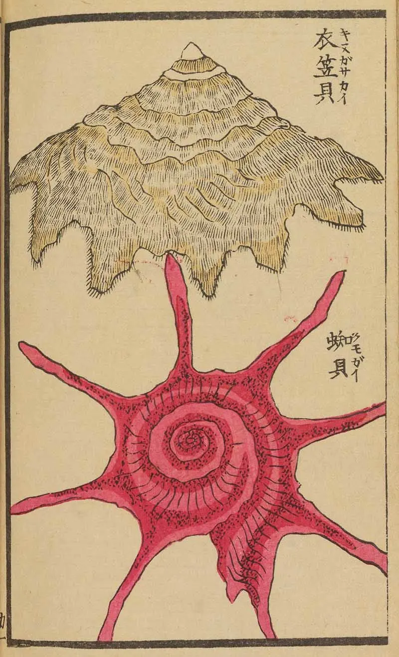 Japanese woodblock print of a red spiral seashell