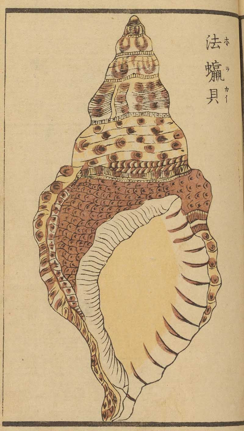 woodblock print of a Japanese whelk seashell