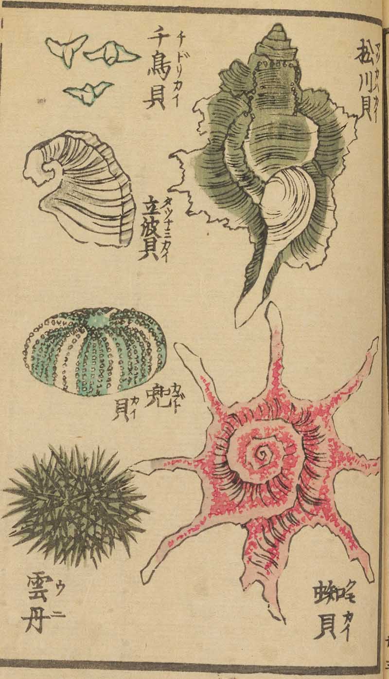 sea urchin and assorted seashells woodblock print