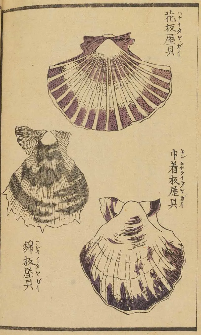 various scallop shells