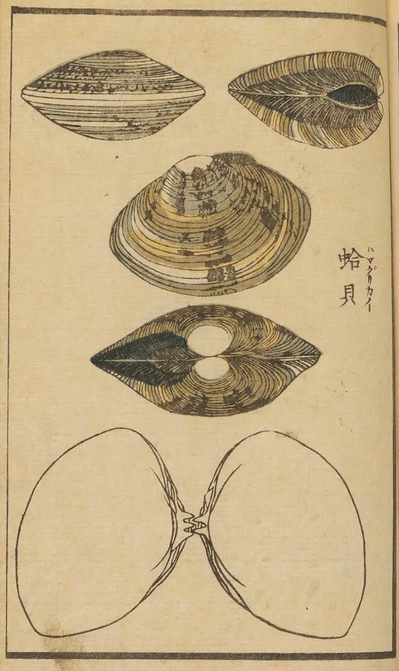 Japanese woodblock print of opened and closed clam shells