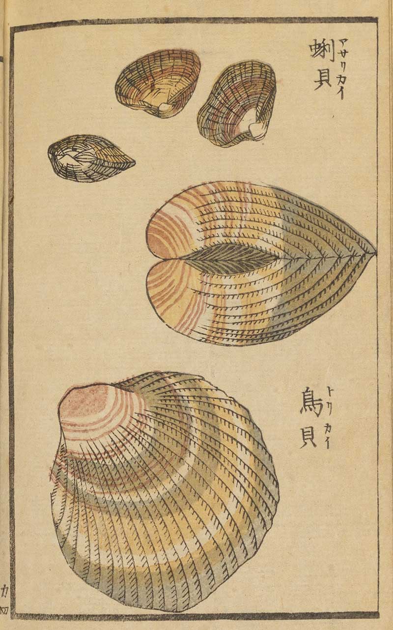 Japanese woodblock print of various closed clam shells