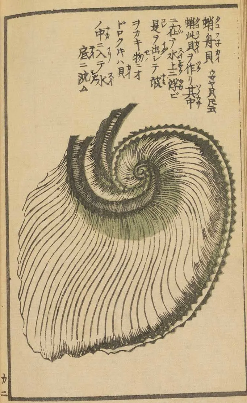 Japanese woodblock print of a spiral shell