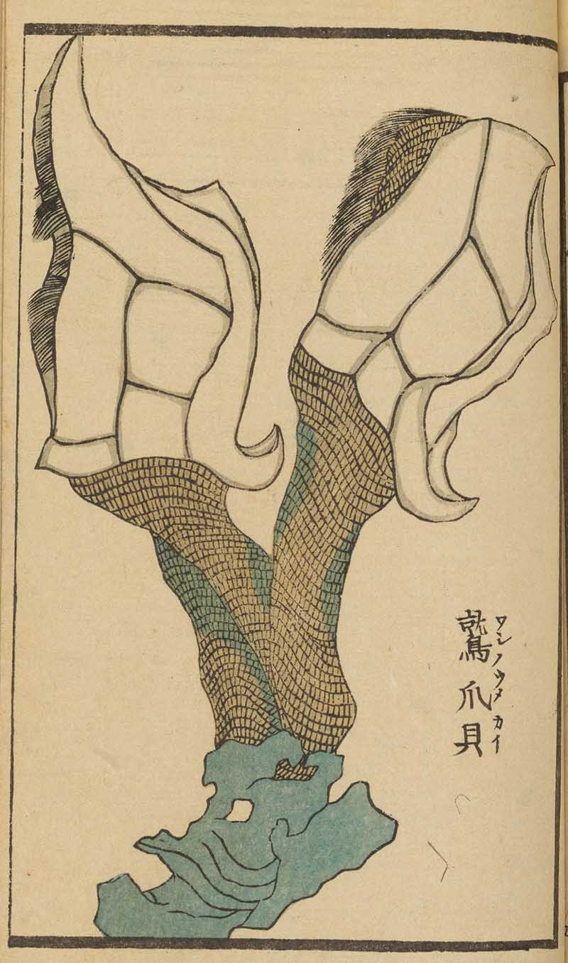 Japanese woodblock print of goose barnacles