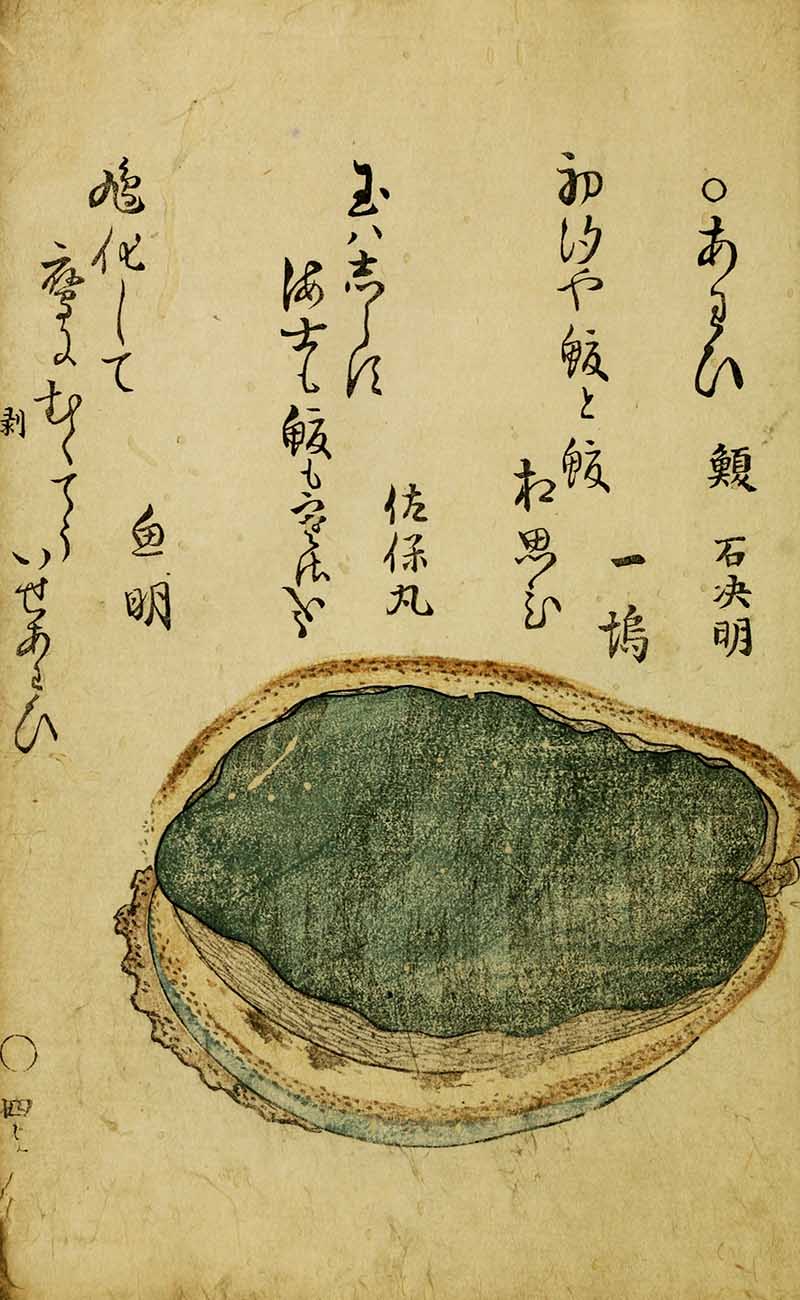 green shell with Japanese text