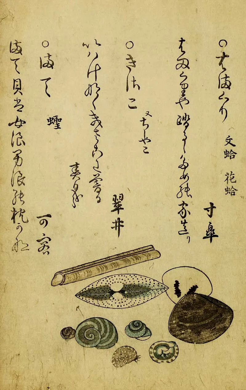 Assorted shells with Japanese text woodblock print