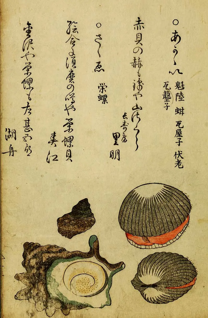 woodblock print of clam and winkle shells with text overlay