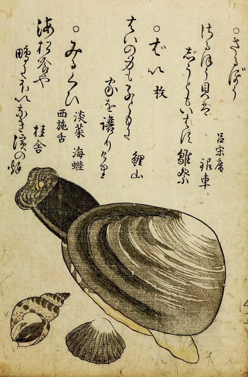 shells with Japanese text