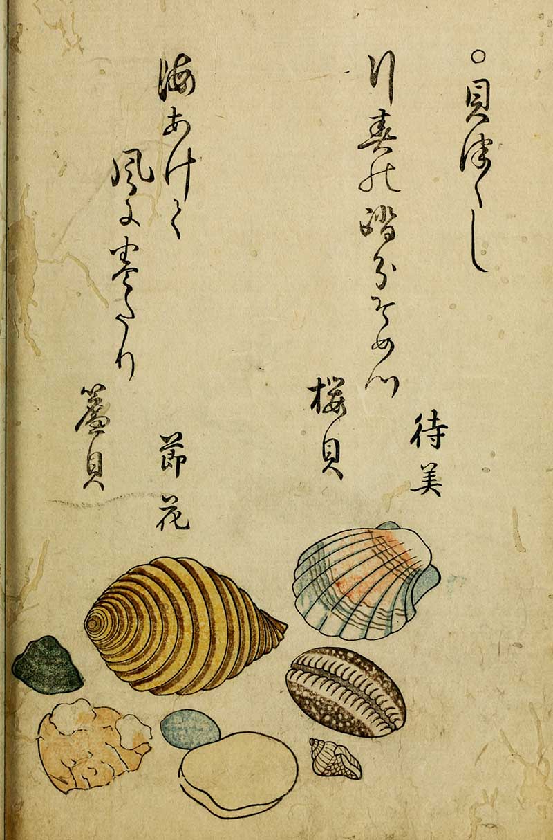 colourful seashell woodblock with Japanese text