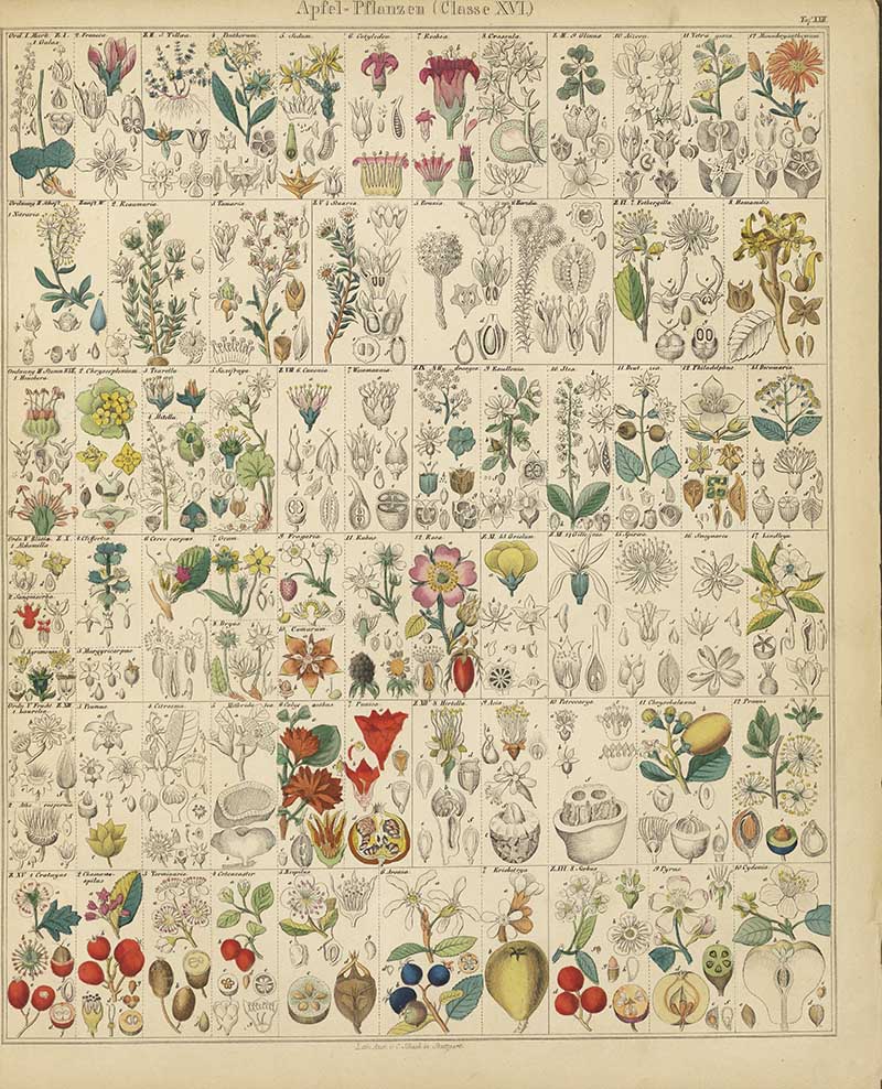 vintage botanical chart of fruit plants