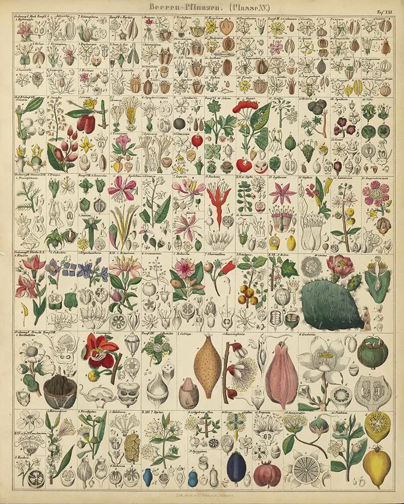 berry plants vintage chart Lorenz Oken