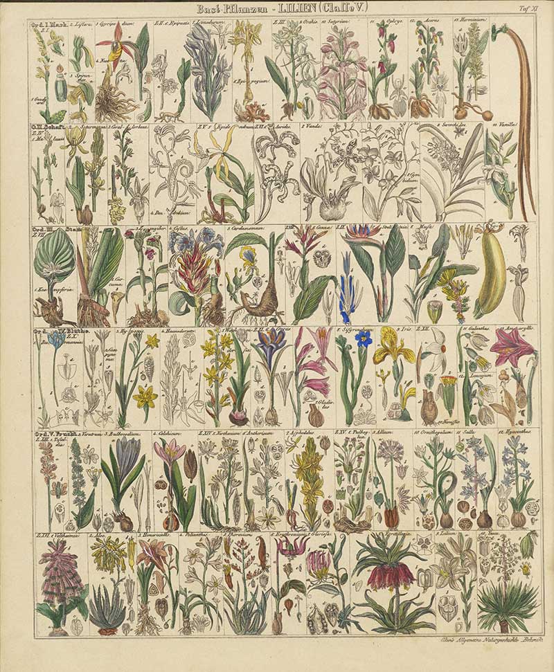 Flowering plans and lilies chart