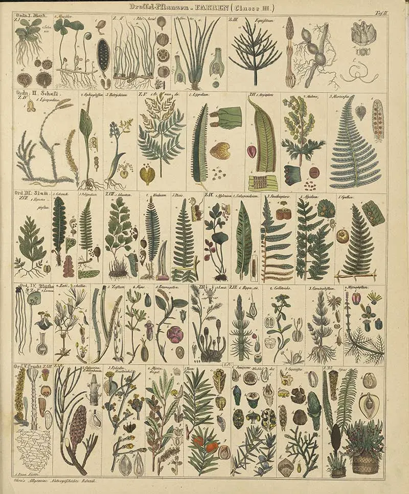 Okens botanical chart of ferns and liverworts