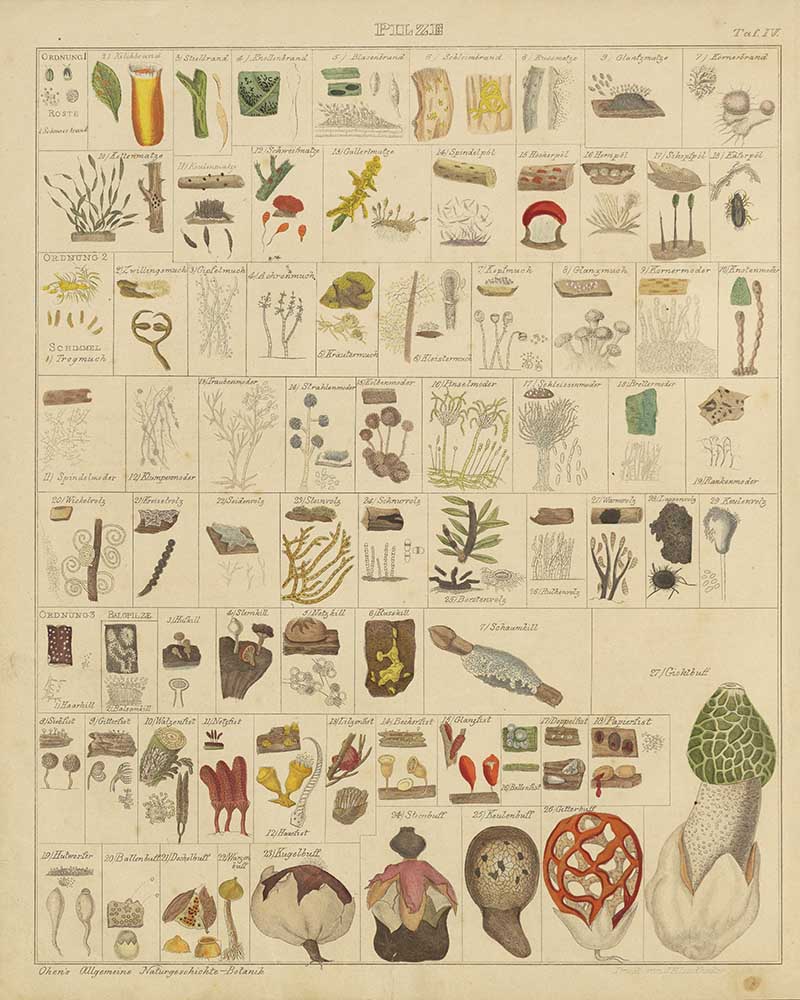 A vintage chart of various fungi and mushrooms