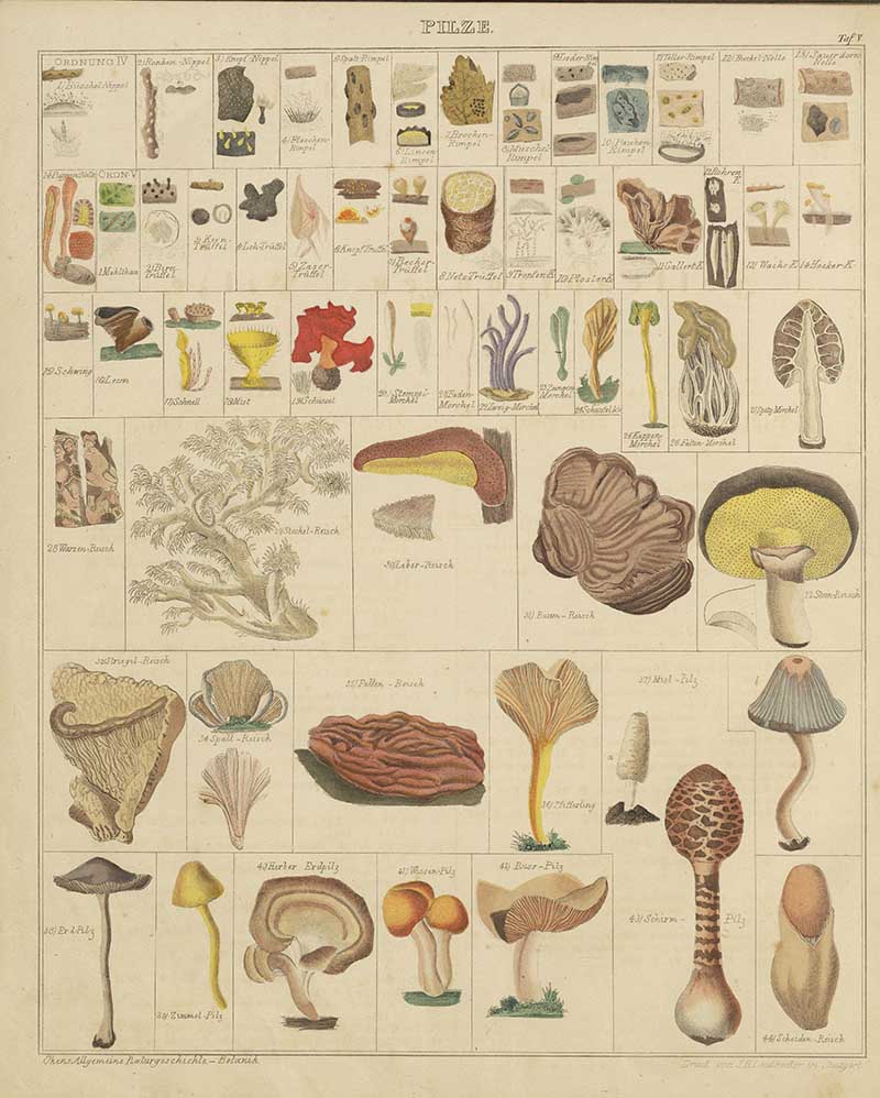 a chart of vintage botanical prints of mushrooms and fungi