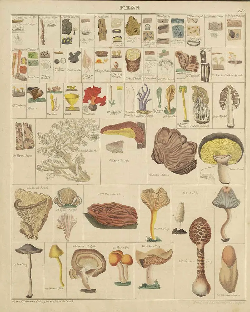 a chart of vintage botanical prints of mushrooms and fungi