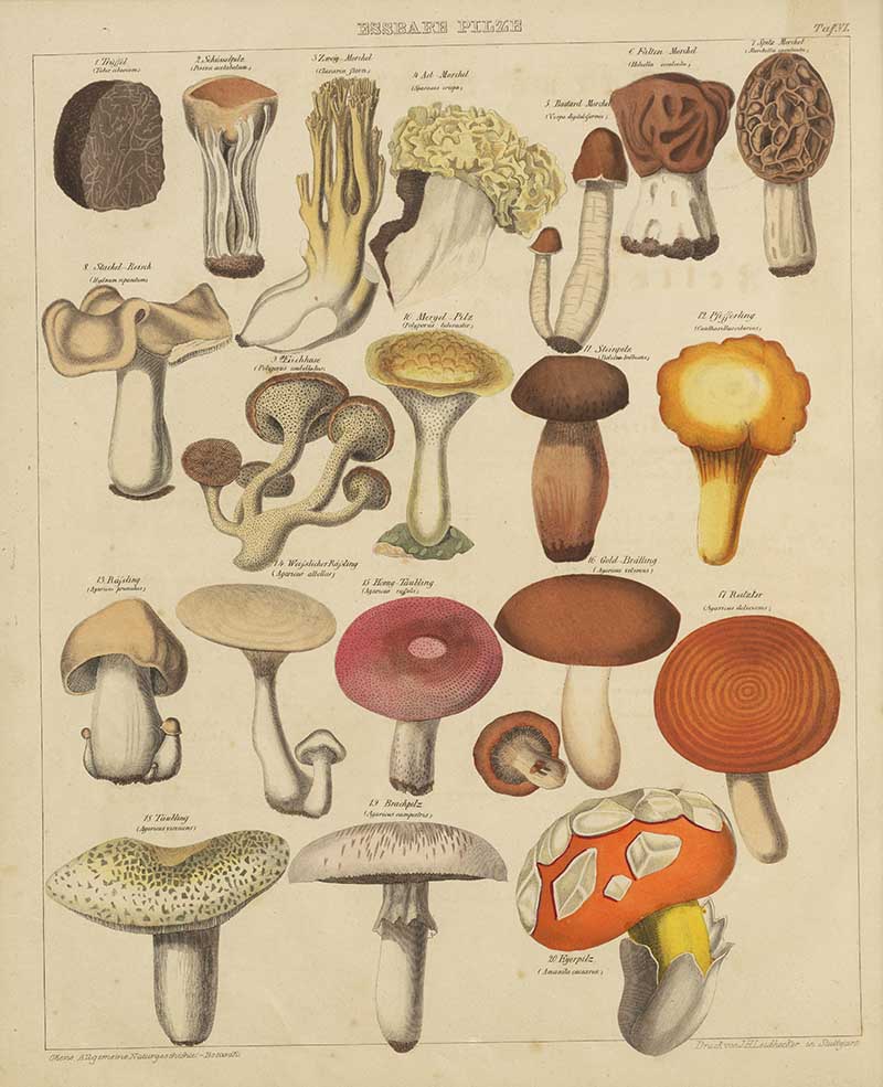 Oken's chart of edible mushrooms