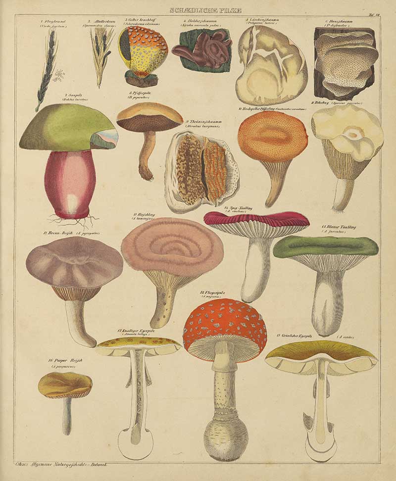 Okens vintage botanical print of harmful mushrooms