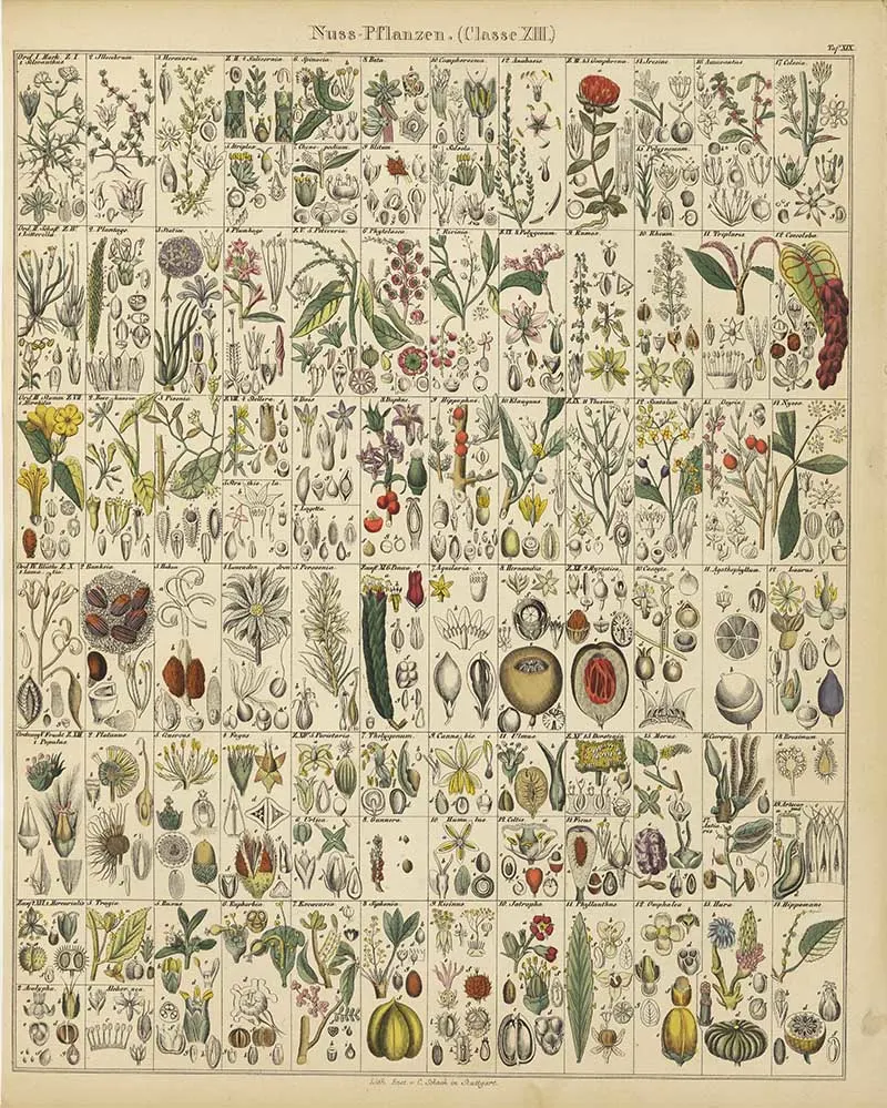 vintage botanical chart of nut plants by Lorenz Oken