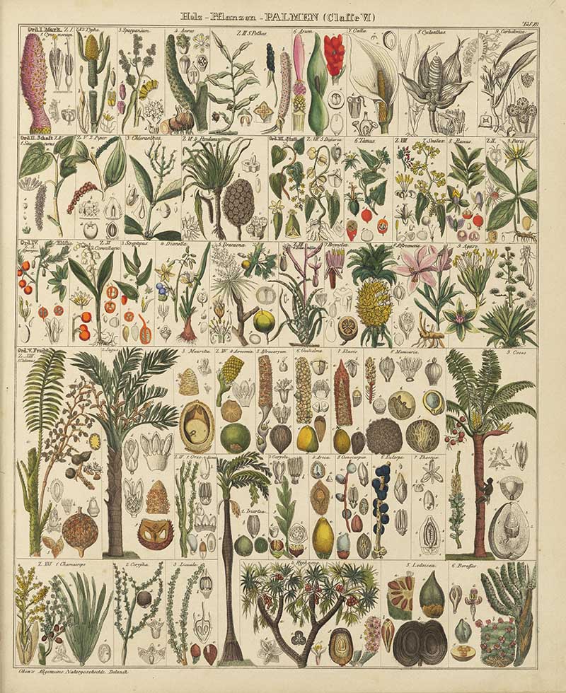 Okens chart of various types of palm trees