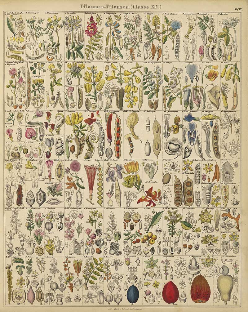 vintage botanical chart of stoned fruits Lorenz Oken