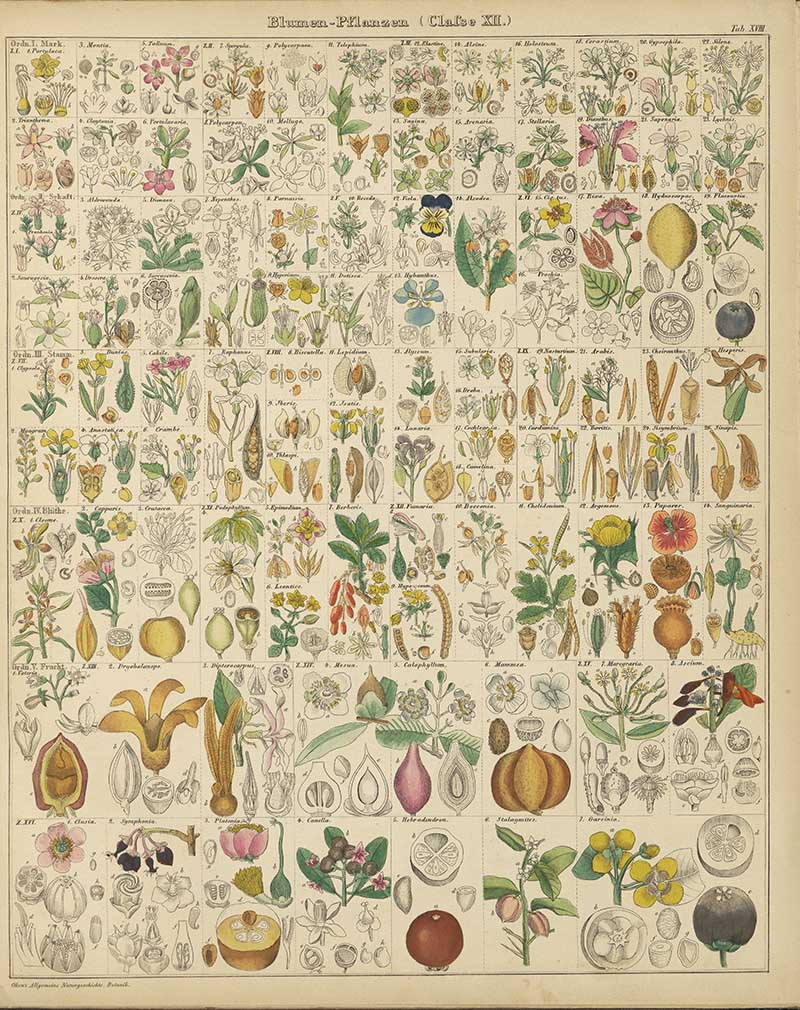 botanical chart of plant flowers Lorenz Oken