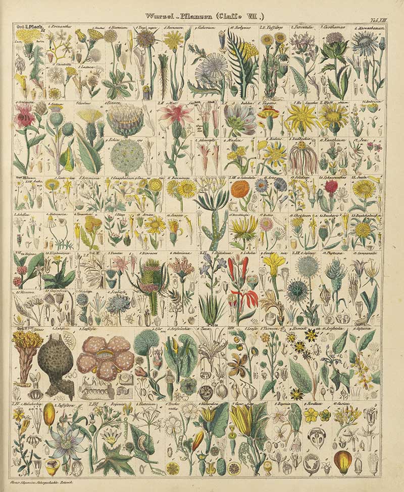 Okens chart of root plants