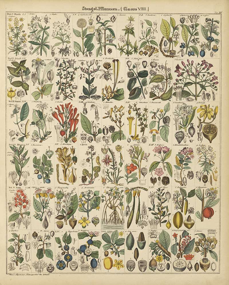 Lorenz Okens chart of vintage botanical illustrations of stem plants