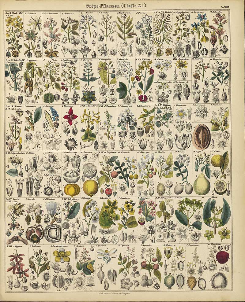 botanical plant chart by Lorenz Oken