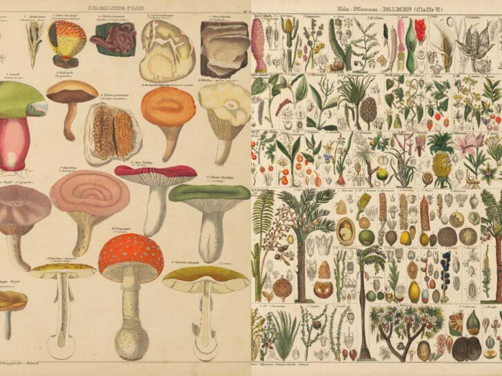 vintage mushroom and plant botanical charts