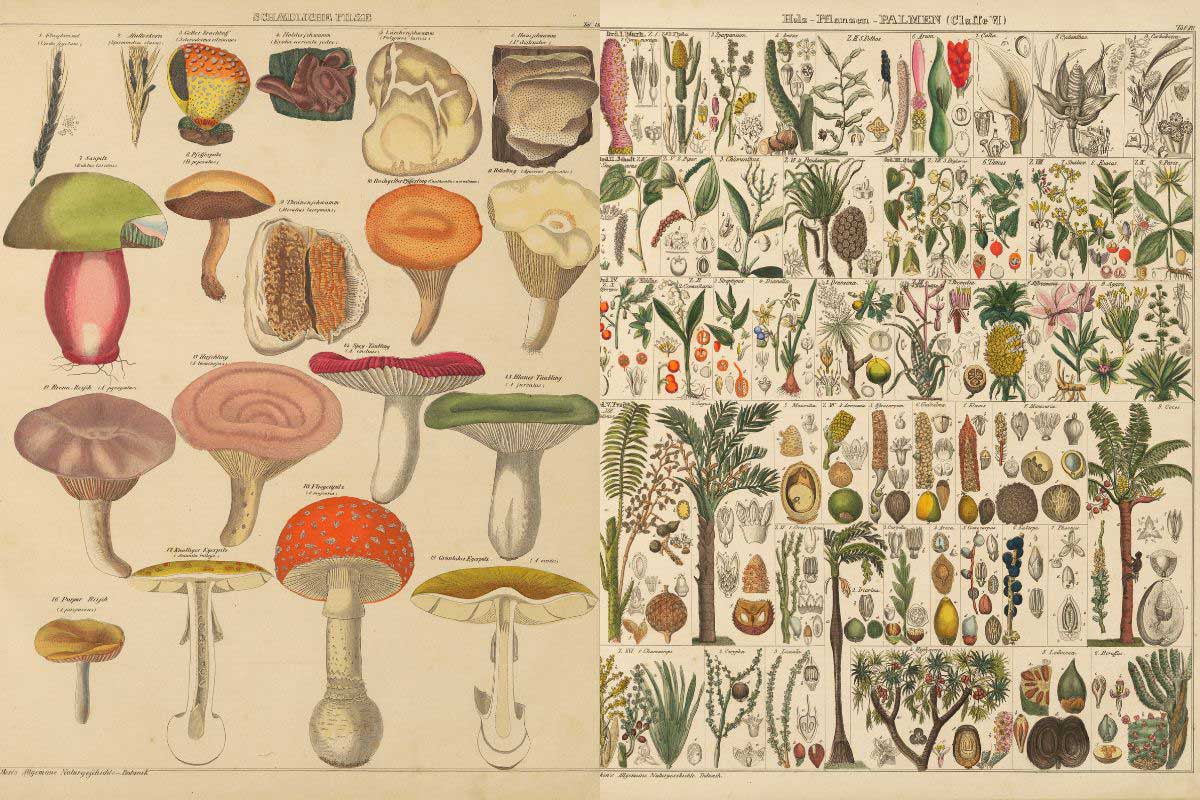 vintage mushroom and plant botanical charts