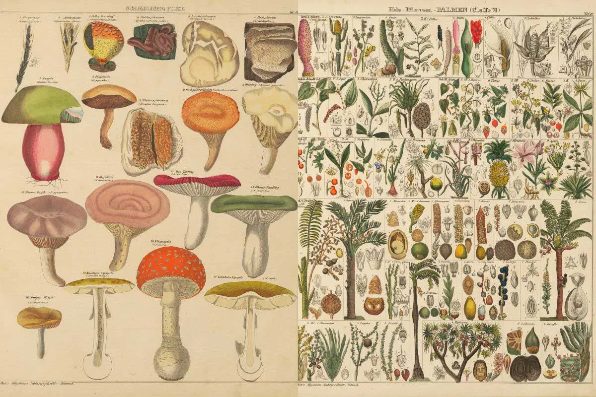 vintage mushroom and plant botanical charts