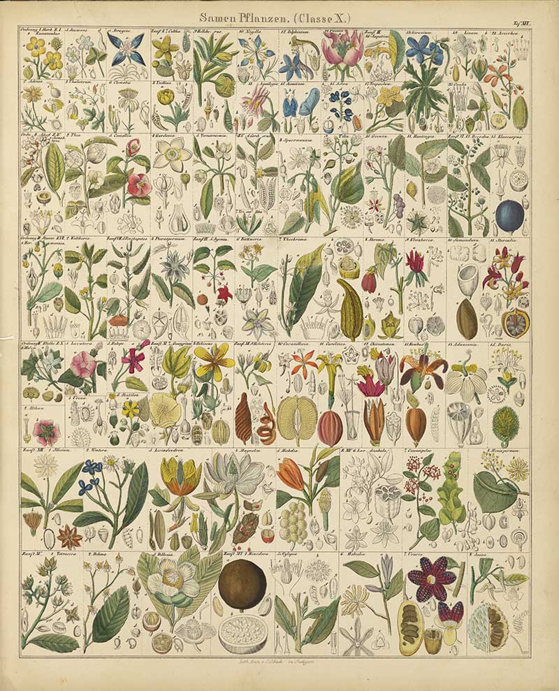 chart of vintage botanical illustrations of seed plants according to Oken