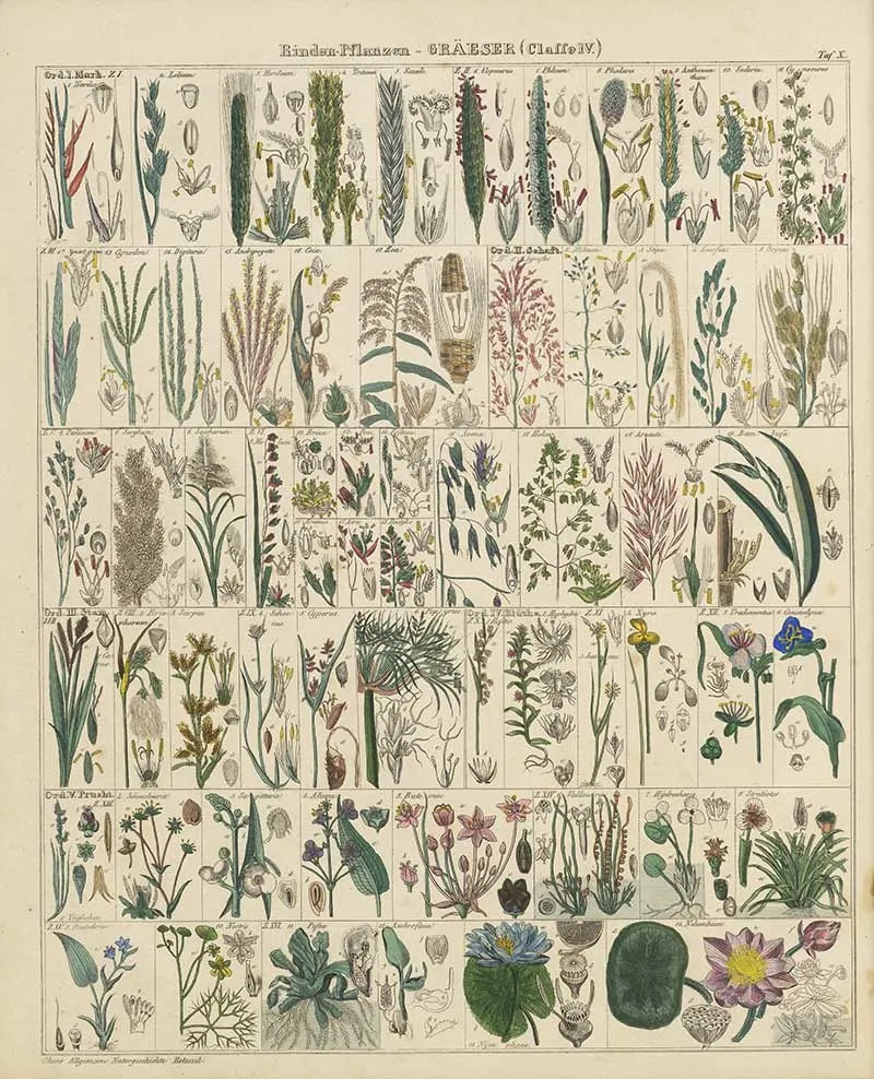 woody plants and grasses classification chart OKen