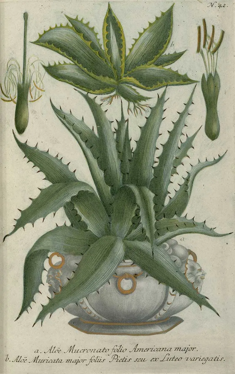 Aloe mucronato folio Americana major refers to Agave americana, commonly known as the century plant. Potted plant print Featured in Phytanthoza Iconographia (Plate 42)