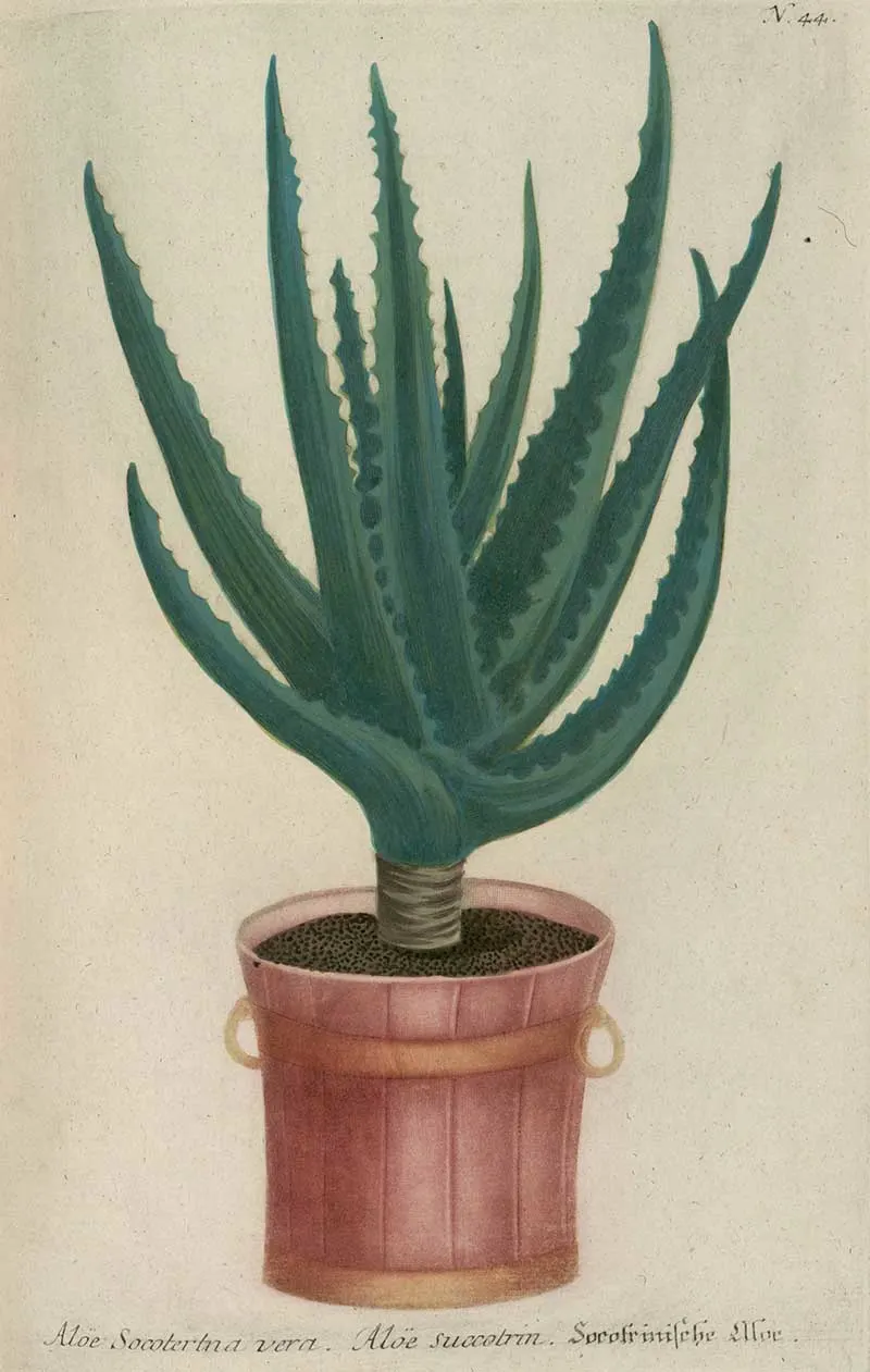 Aloe Succotrina Johann Weinmann potted illustration